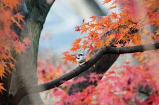 2016鎌倉紅葉おすすめコースと古民家カフェ