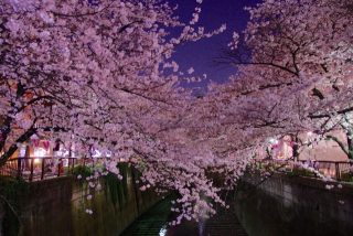 目黒川桜祭りの日程とアクセス情報