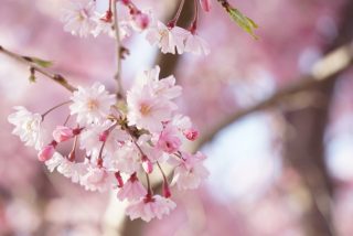 茨城県常陸風土記の丘のしだれ桜は見る価値あり!見頃やアクセスのご案内!
